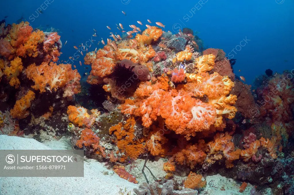 Coral reef scenery with soft corals Scleronephthya sp   Komodo National Park, Indonesia