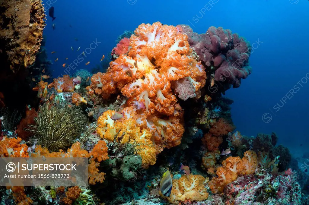 Coral reef scenery with soft corals Scleronephthya sp   Komodo National Park, Indonesia