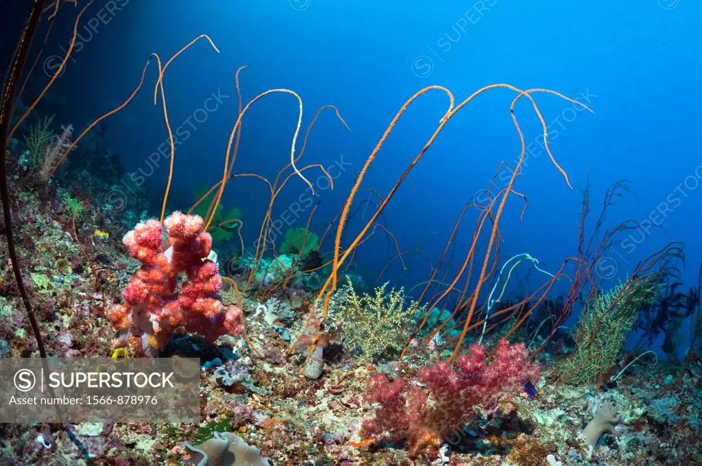 Coral reef scenery with soft corals and sea whips Junceella juncea  Raja Ampat, West Papua, Indonesia