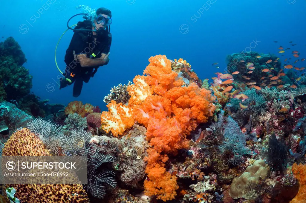 Male scuba diver over coral reef with soft corals Sclero nephthya sp  Komodo National Park, Indonesia
