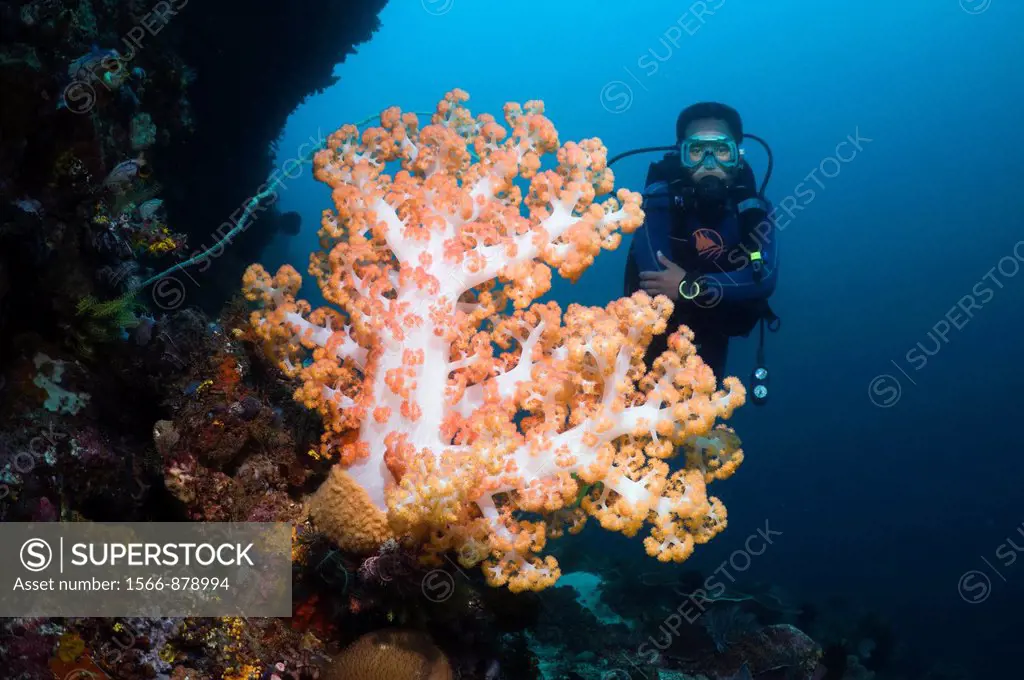 Diver with soft coral  Indonesia