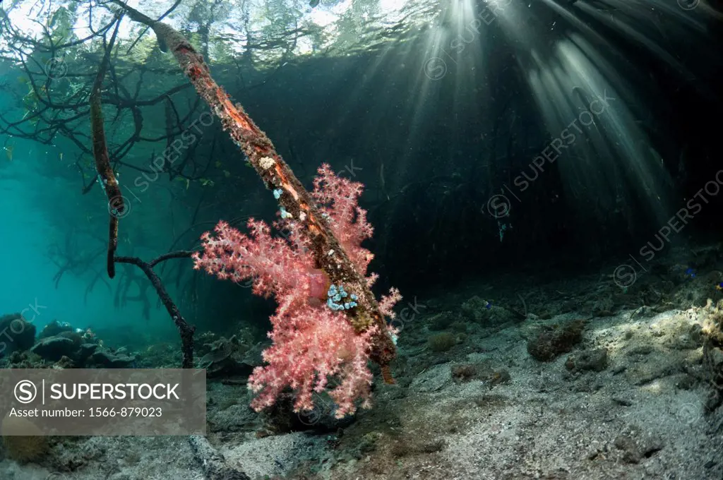 Soft coral and other invertebrates growing on mangrove roots Rhizophora sp  on the edge of coral reef  Raja Ampat, Indonesia