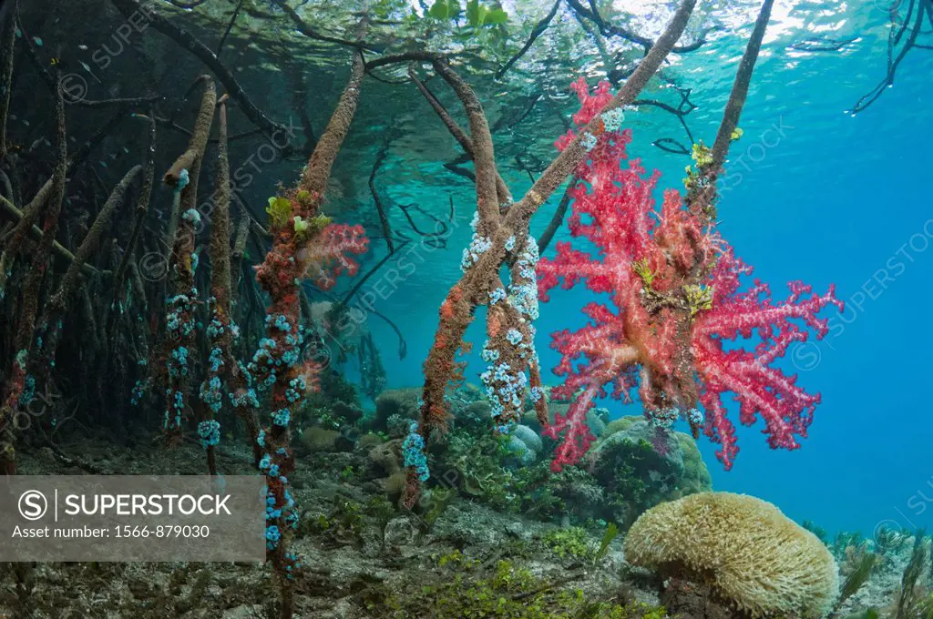 Mangrove Rhizophora sp  roots on the edge of coral reef  Invertebrates and soft coral growing on roots  Raja Ampat, Indonesia
