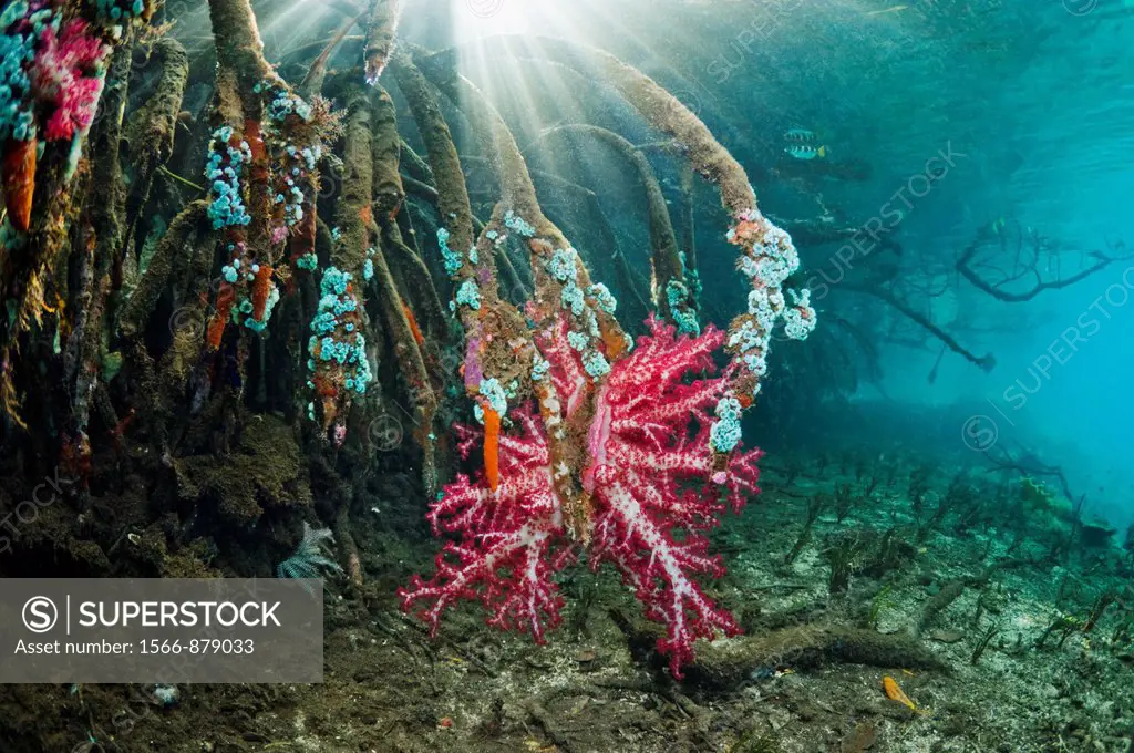 Shafts of sunlight with soft coral and other invertebrates growing on mangrove roots Rhizophora sp   Raja Ampat, West Papua, Indonesia