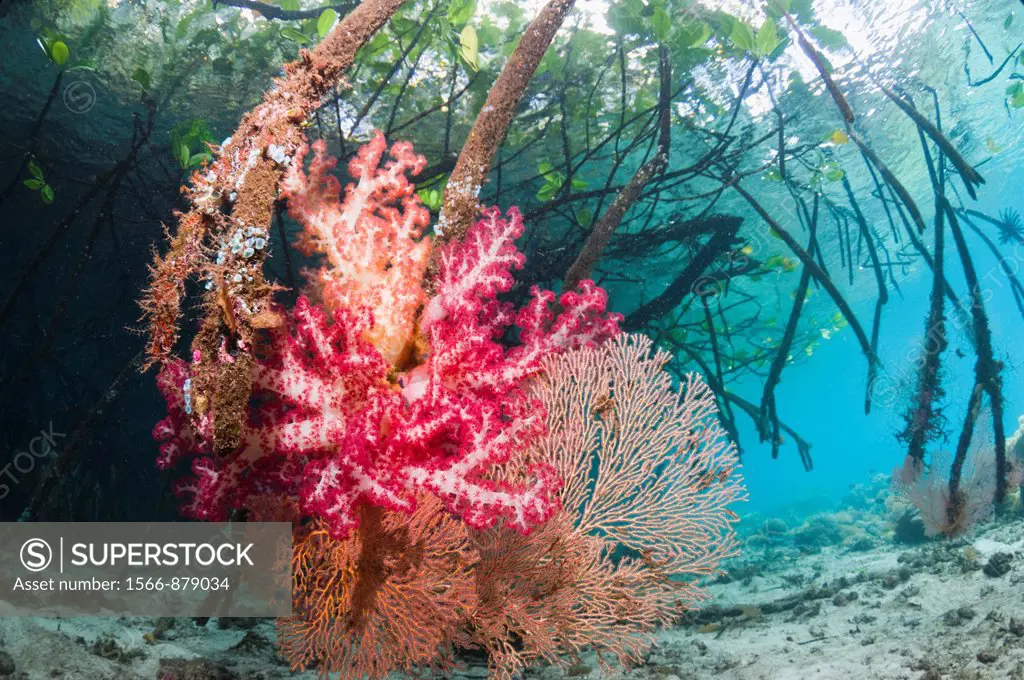 Soft coral growing on mangrove roots Rhizophora sp   Raja Ampat, Indonesia