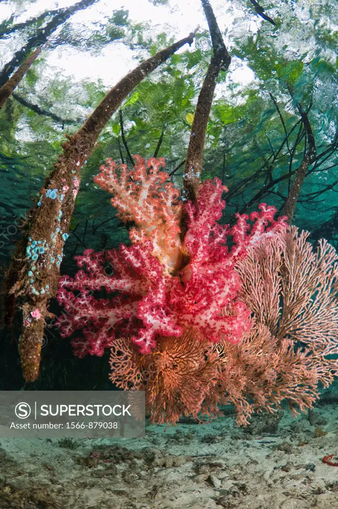 Soft coral growing on mangrove roots Rhizophora sp   Raja Ampat, West Papua, Indonesia