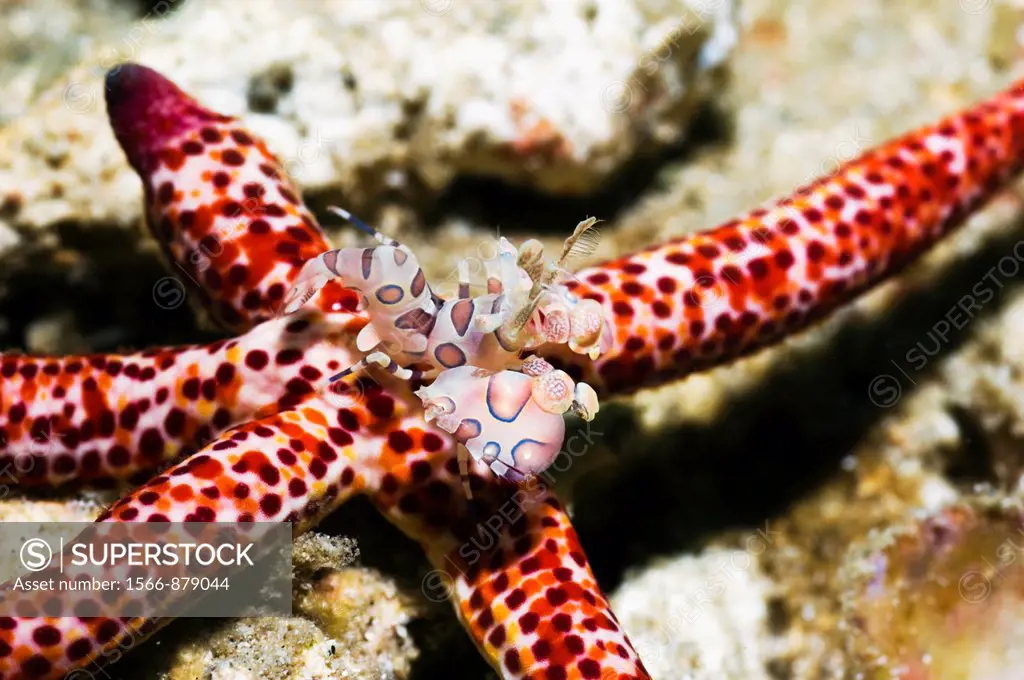 Harlequin shrimp Hymenocera picta on Mottled starfish Linckia multifora  Manado, North Sulawesi, Indonesia