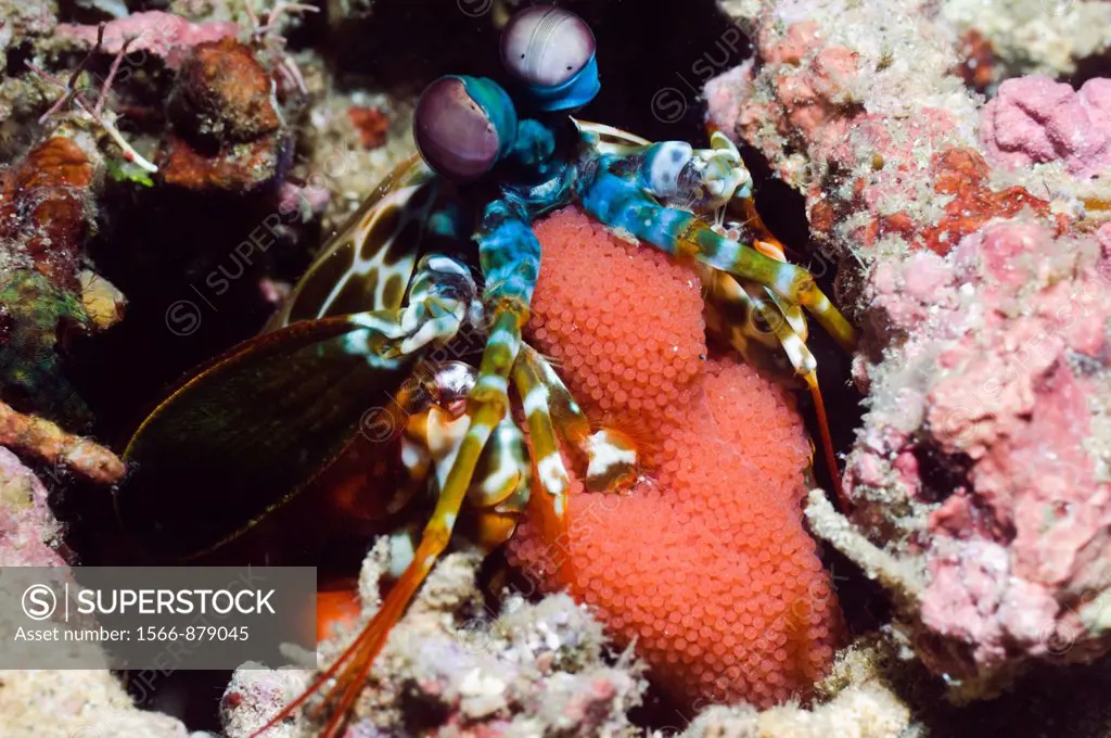 Mantis shrimp Odontodactylus scyllarus holding its eggs  Manado, North Sulawesi, Indonesia
