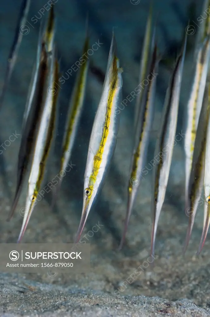 Shrimpfish or Razorfish Aeoliscus punctatus have adapted to a vertical posture and swim with their head downward  Manado, North Sulawesi, Indonesia