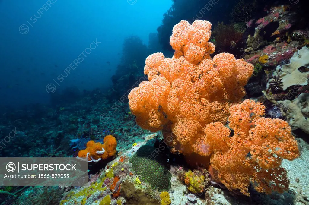 Soft coral, Umbellate tree coral Dendronephthya mucronata  Komodo National Park, Indonesia