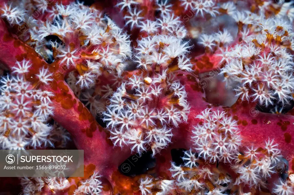 Pink soft coral Siphonogorgia godeffroyi with polyps clustered on the end of the branches  Acoel flatworms Waminoa sp on the branches and polyps  Indo...