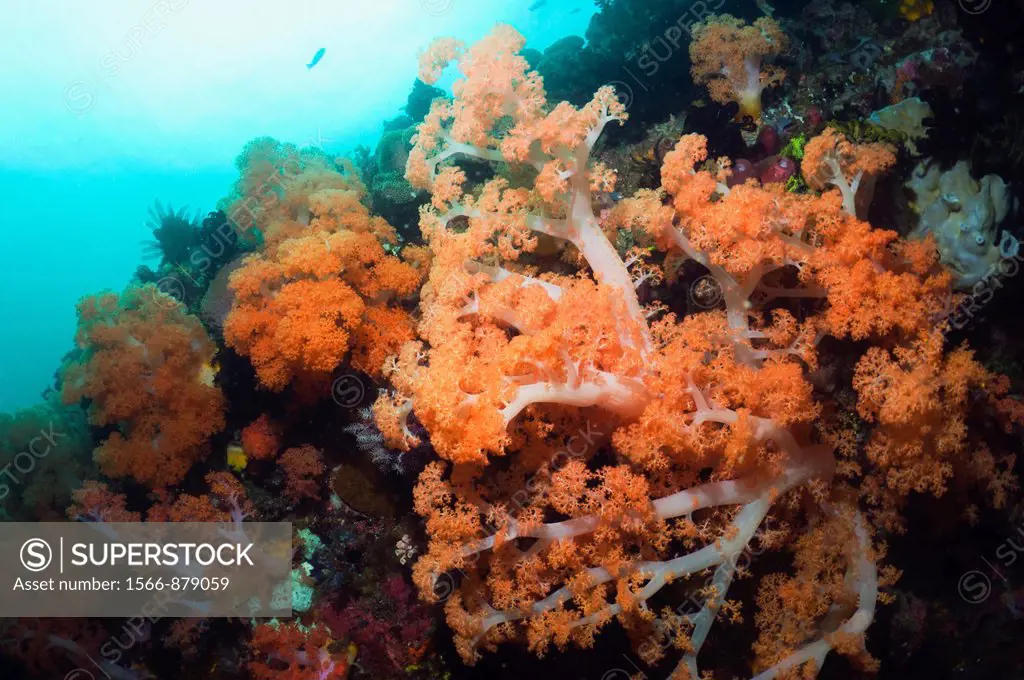 Tree coral Scleronephthya sp  Rinca, Komodo National Park, Indonesia