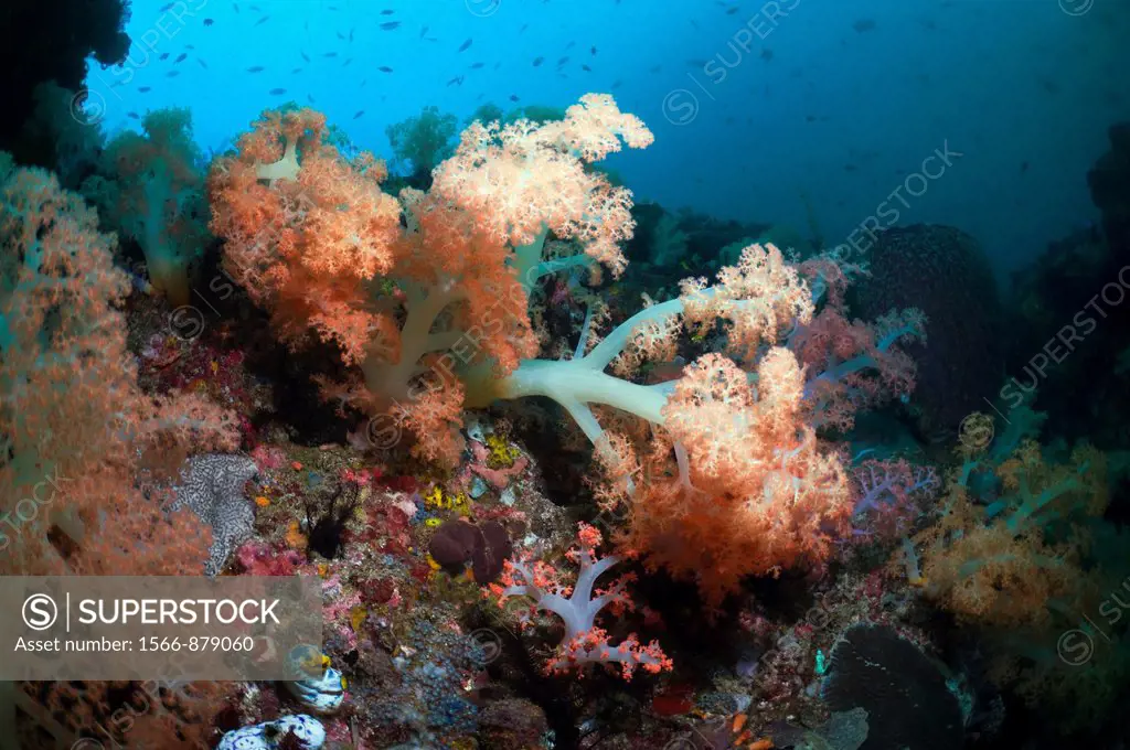 Coral reef scenery withTree coral Scleronephthya sp  Komodo National Park, Indonesia