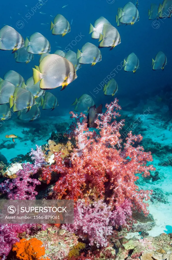 Pinnate spadefish Platax pinnatus with soft corals  Andaman Sea, Thailand