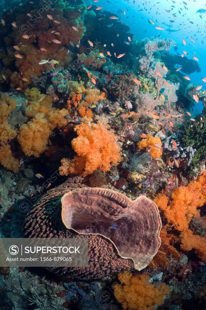 Barrel sponge Xestospongia testudinaria on coral reef with soft corals Scleronephthya sp, gorgonian and Lyretail anthias Pseudanthias squamipinnis  Ko...