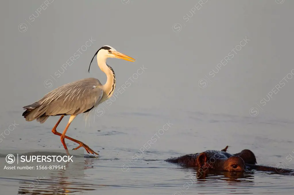 Grey Heron Ardea cinerea - The heron uses the back of the unconcerned hippopotamus Hippopotamus amphibius as a base for hunting fish in the lake  Suns...