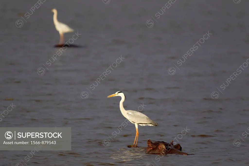 Grey Heron Ardea cinerea - The heron uses the back of the unconcerned hippopotamus Hippopotamus amphibius as a base for hunting fish in the lake  In t...
