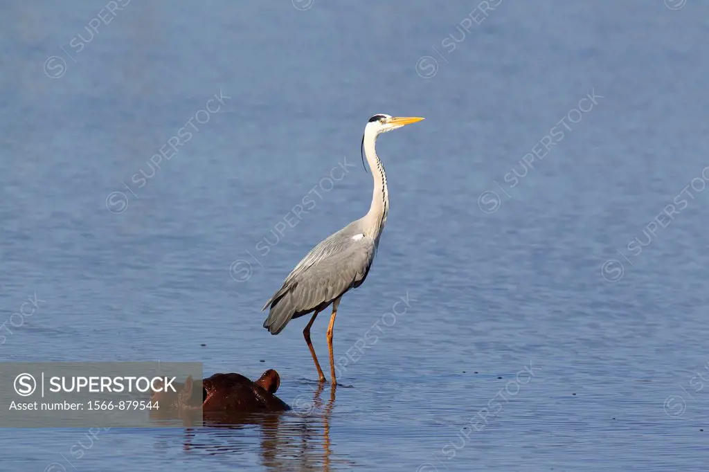Grey Heron Ardea cinerea - The heron uses the back not visible on this image of a unconcerned hippopotamus Hippopotamus amphibius as a base for huntin...