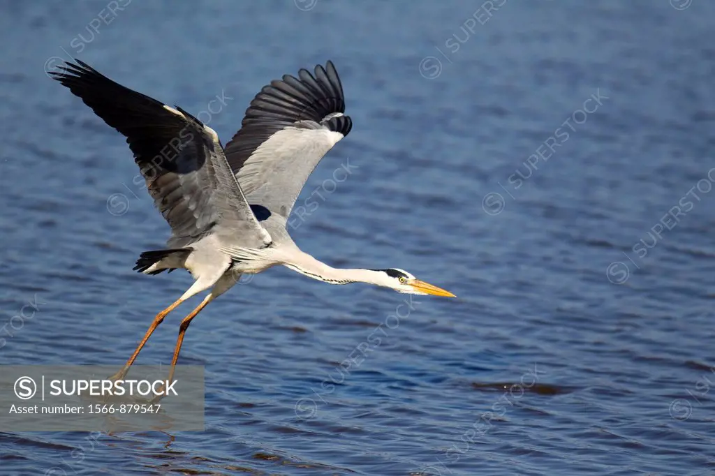 Grey Heron Ardea cinerea - The heron is going to land on the back of a hippopotamus Hippopotamus amphibius in order to use it as a base for hunting fi...