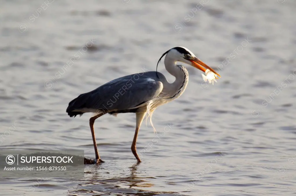 Grey Heron Ardea cinerea - The heron uses the back of the unconcerned hippopotamus Hippopotamus amphibius as a base for hunting fish in the lake  Suns...