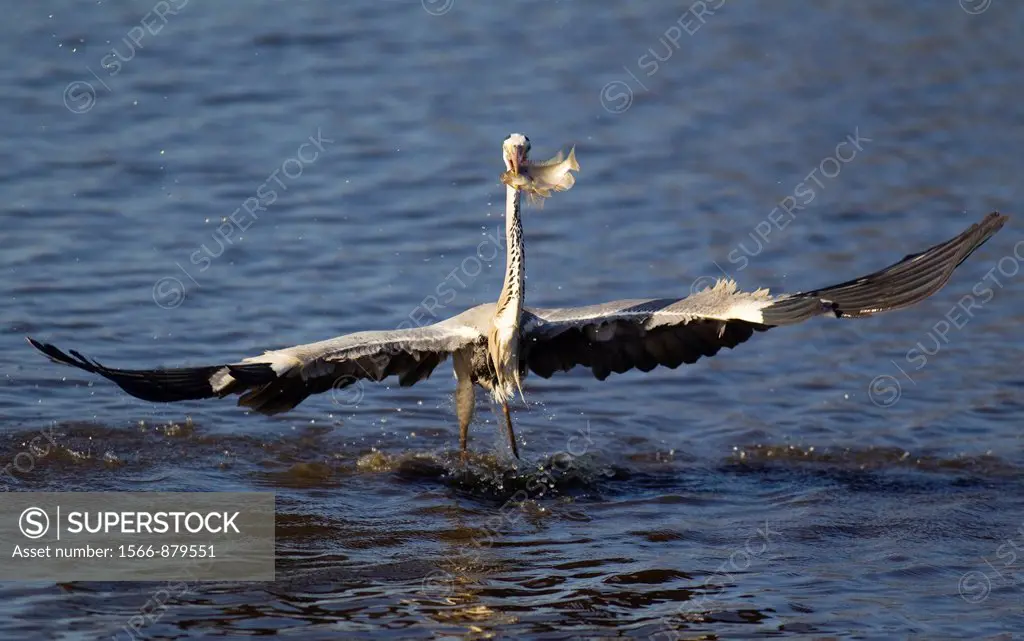 Grey Heron Ardea cinerea - The herons at Sunset Dam use the backs of the hippopotamus´ Hippopotamus amphibius as a base to prey on fish in the lake  A...