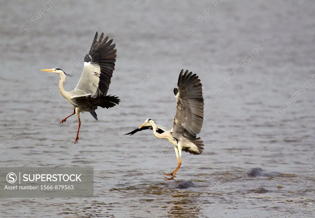 Grey Heron Ardea cinerea - Hostile attack of a heron and flight of its rival  The herons at Sunset Dam use the back of the usually unconcerned hippopo...