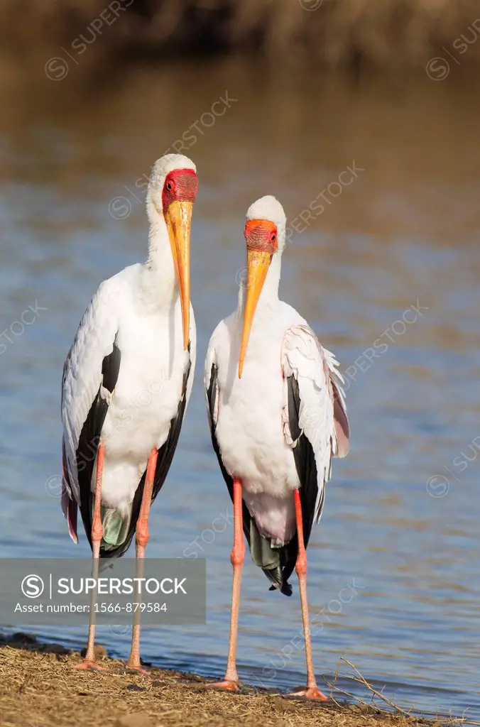 Yellow-billed Stork Mycteria ibis - Pair male on the left during the breeding season at the lakeshore  Sunset Dam, Kruger National Park, South Africa