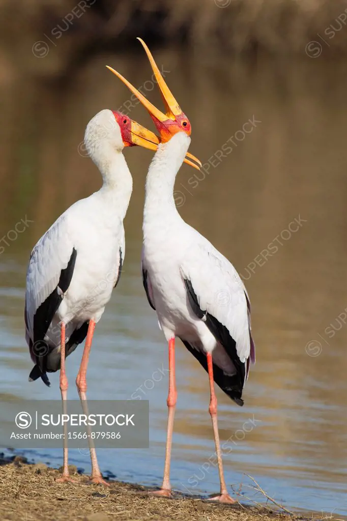 Yellow-billed Stork Mycteria ibis - Loving pair male on the left during the breeding season at the lakeshore  Sunset Dam, Kruger National Park, South ...