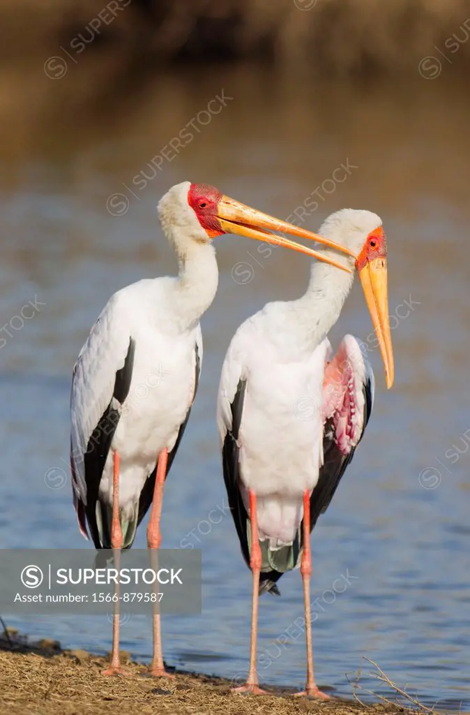 Yellow-billed Stork Mycteria ibis - Loving pair male on the left preening the female at the lakeshore  Only during the breeding season the wing covert...
