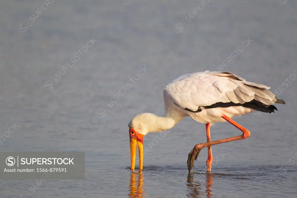Yellow-billed Stork Mycteria ibis - Fishing  Sunset Dam, Kruger National Park, South Africa