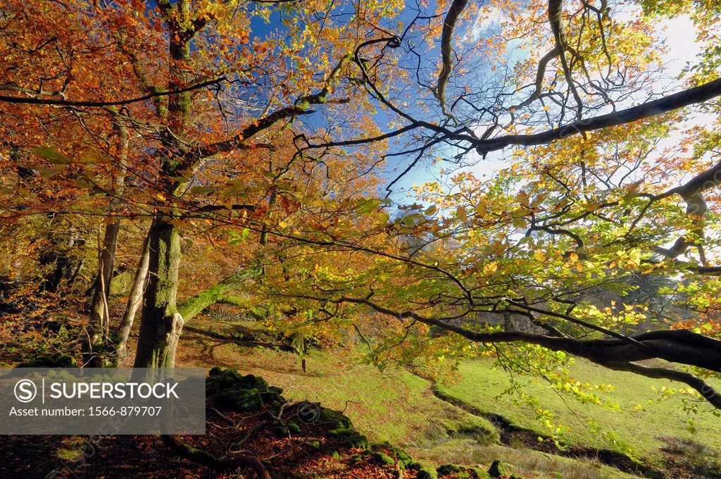 Grasmere, Lake District, Cumbria, England, UK