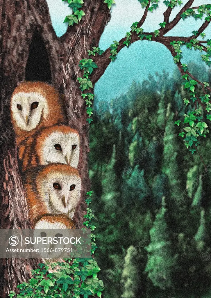 barn owls in tree illustration