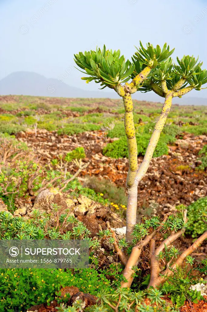Vegetation in the north zone of Lanzarote, Canary Islands, Spain