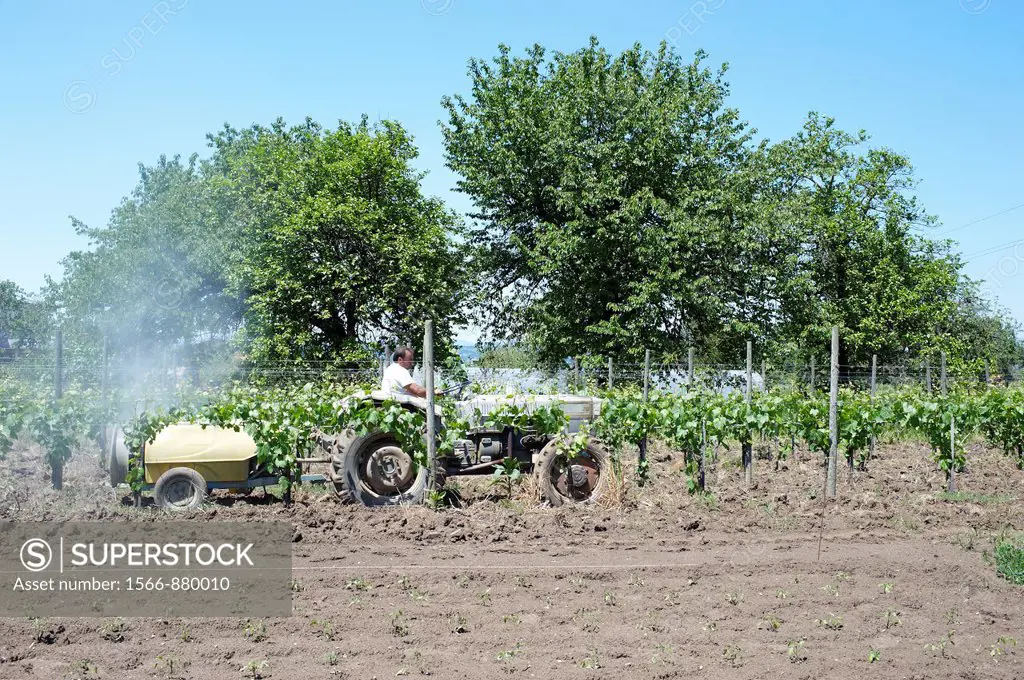 A farmer driving an agricultural tractor linked to a fertilizer spreader  It spray a mixture of sulfur and water over a grapevines plantation  Sant´Ag...