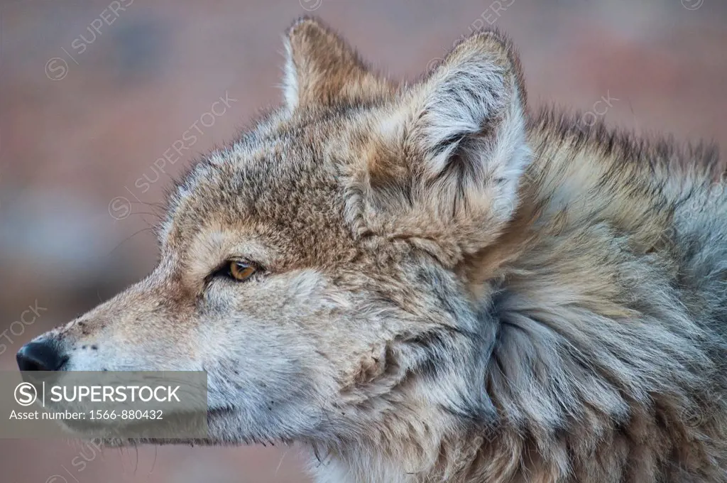 portrait of a wild wolf canis lupis in the Altai Region of Bayan-Ölgii in Western Mongolia