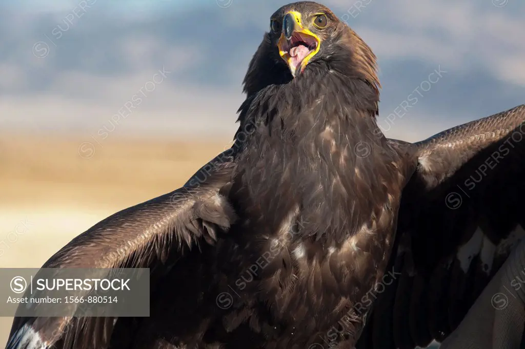 A Kazakh eagle hunter´s golden eagle in the Altai Region of Bayan-Ölgii in Western Mongolia