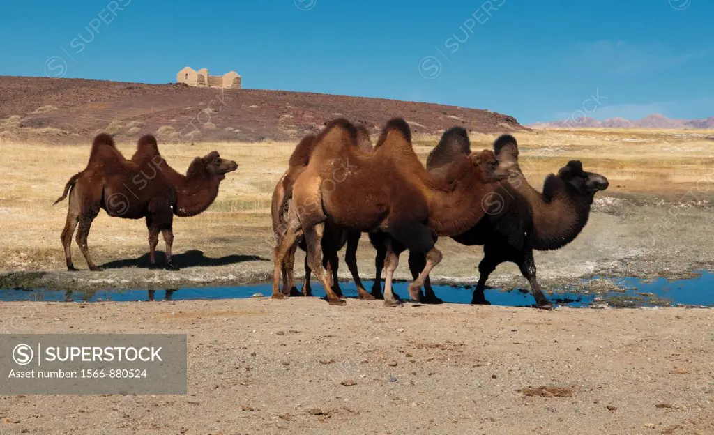 twin humped Bactrian camels in the Gobi Desert of Mongolia