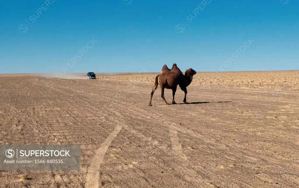 twin humped Bactrian camel in the Gobi Desert of Mongolia