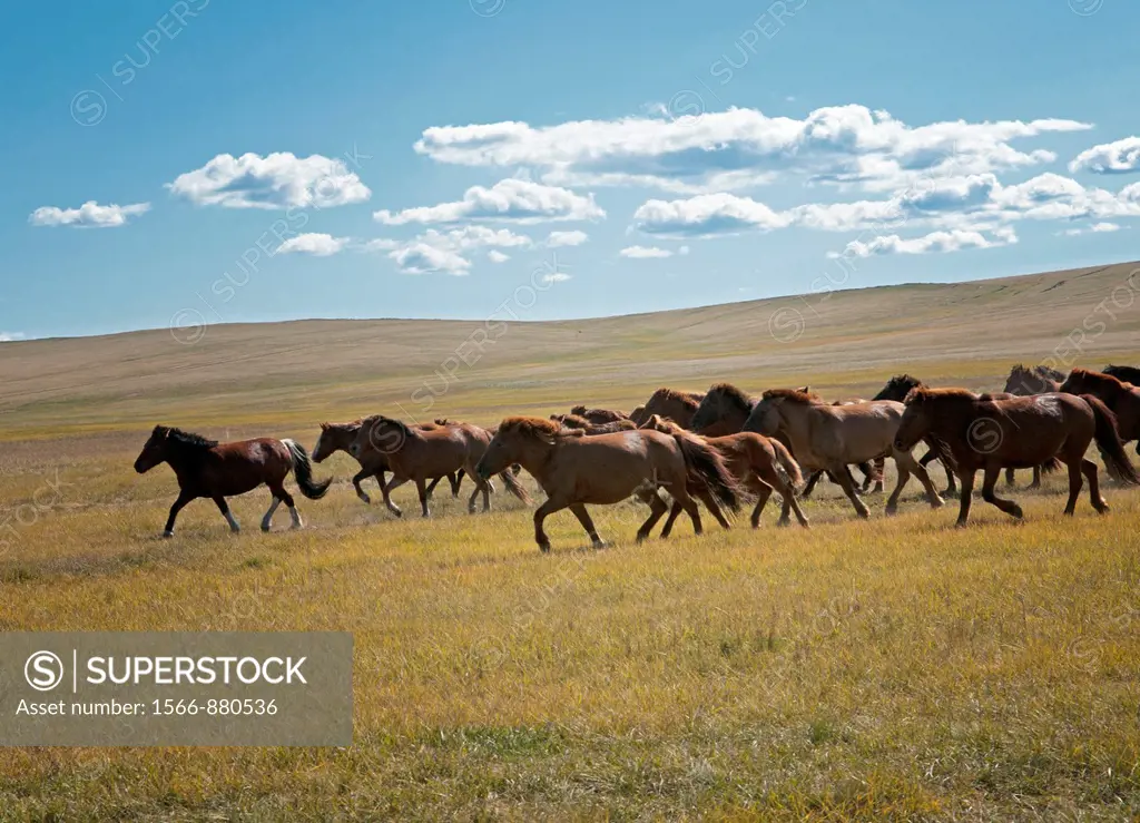 wild horses in the Orkhon River Valley of Central Mongolia