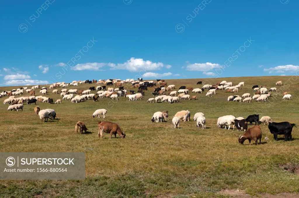 flock of sheep in the Orkhon River Valley of Central Mongolia