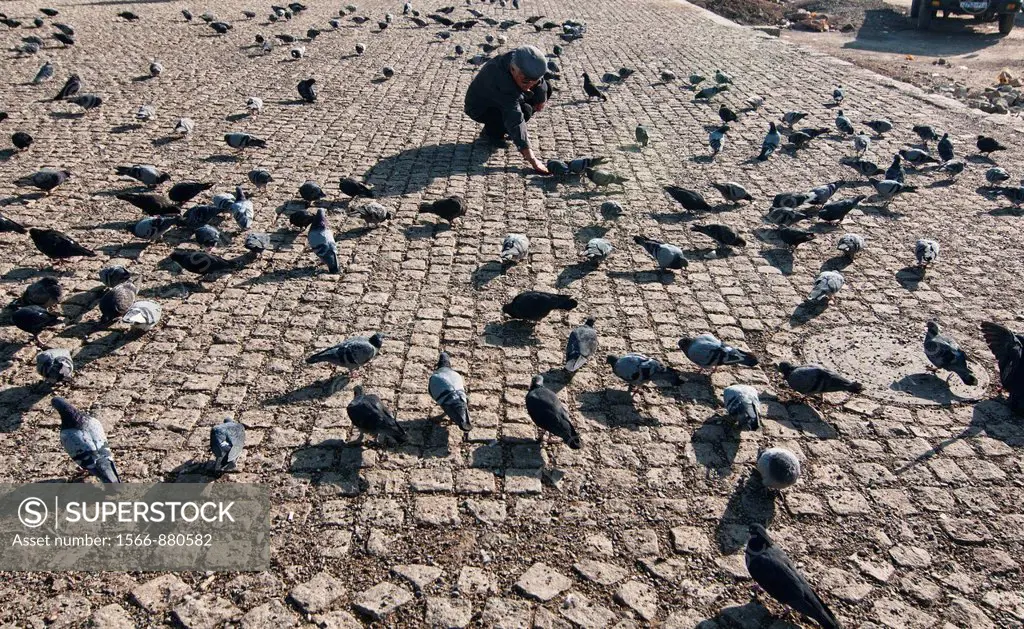 feeding the pigeons at Gandan Monastery in Ulan Baatar, Mongolia