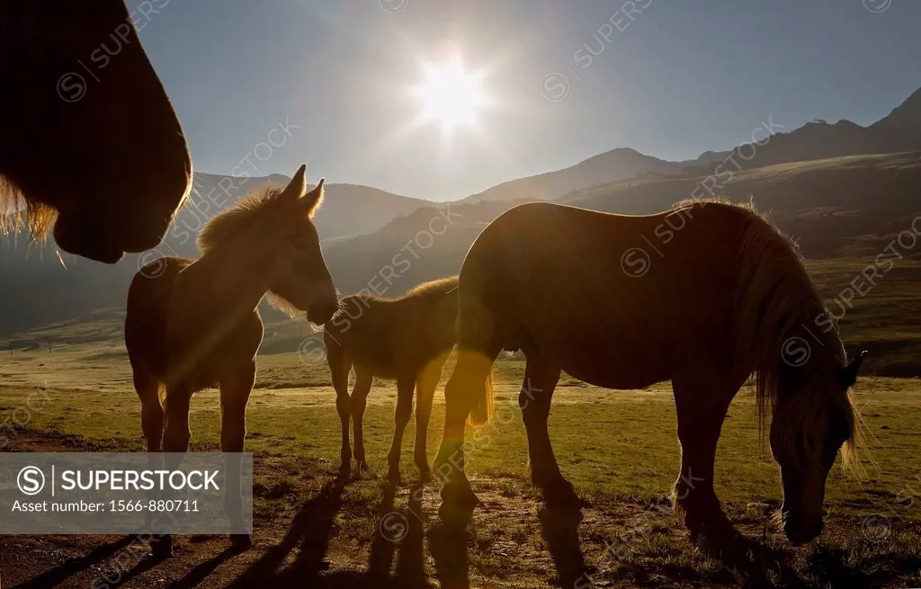 Horses in Plan de Beret,Aran Valley,Pyrenees, Lleida province, Catalonia, Spain