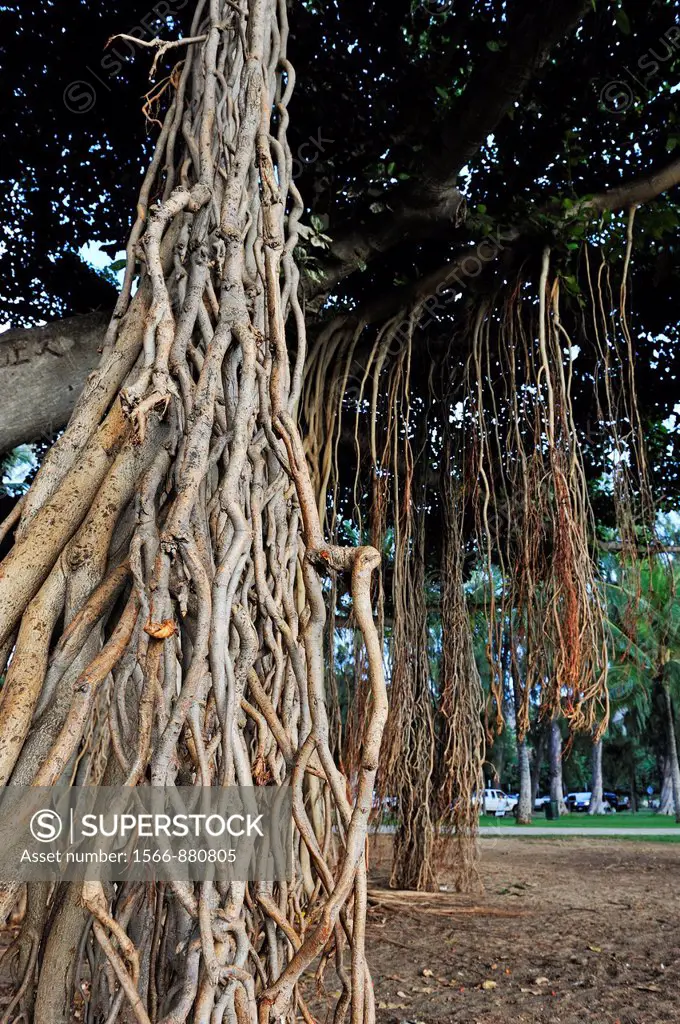 Apparent roots of Banyan tree, Waikiki, Oahu Island, Honolulu, Oahu Island, Hawaii Islands, USA