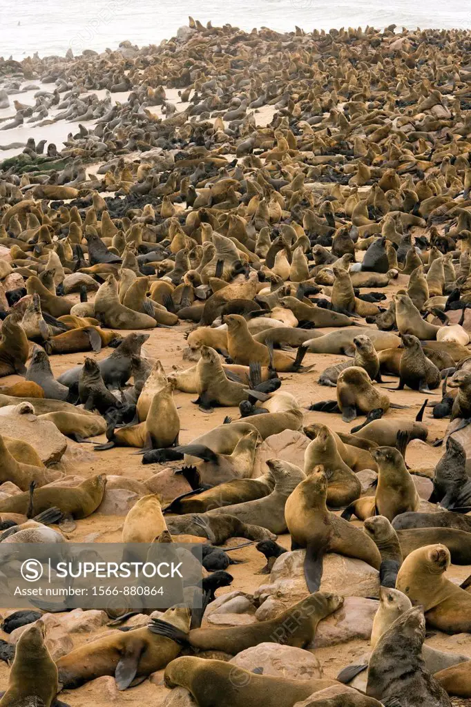 Cape Fur Seal Colony - Cape Cross Seal Reserve - near Henties Bay, Namibia, Africa