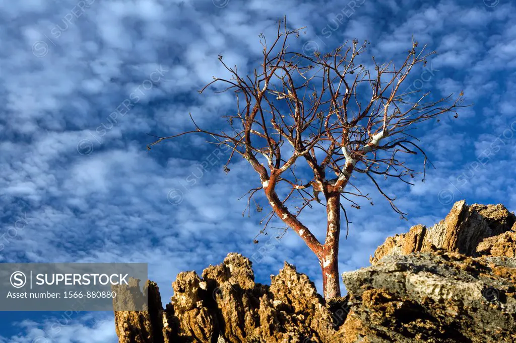 Lone Tree and Blue Sky near - Etambura Camp - Orupembe Conservancy - Kaokoland, Namibia