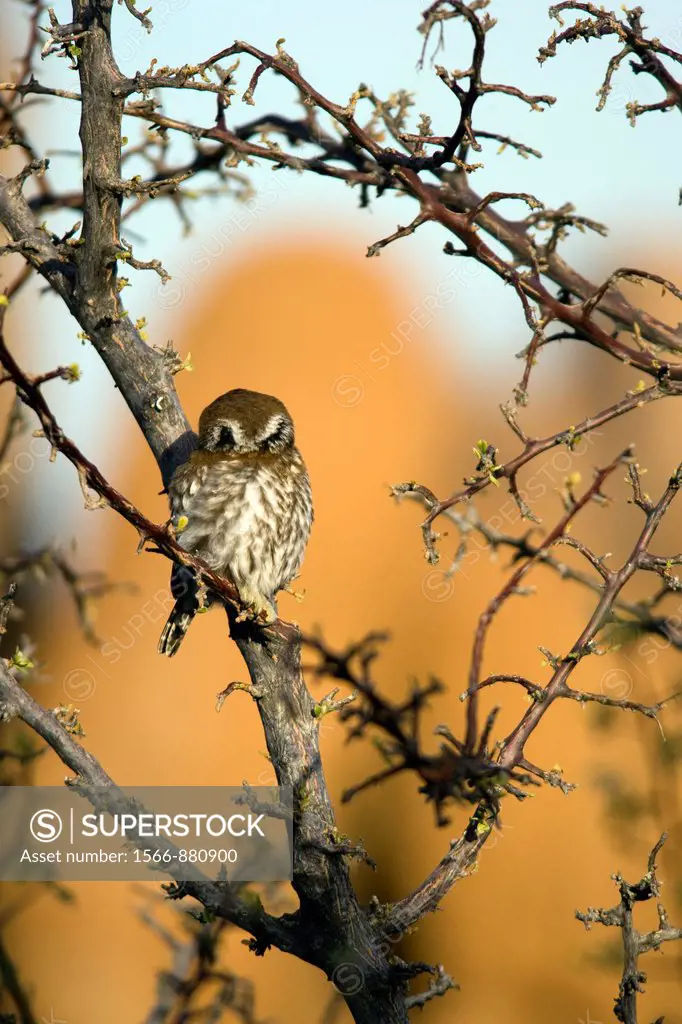 Pearl-spotted Owlet - Mowani Mountain Camp - Twyfelfontein, Damaraland, Namibia, Africa