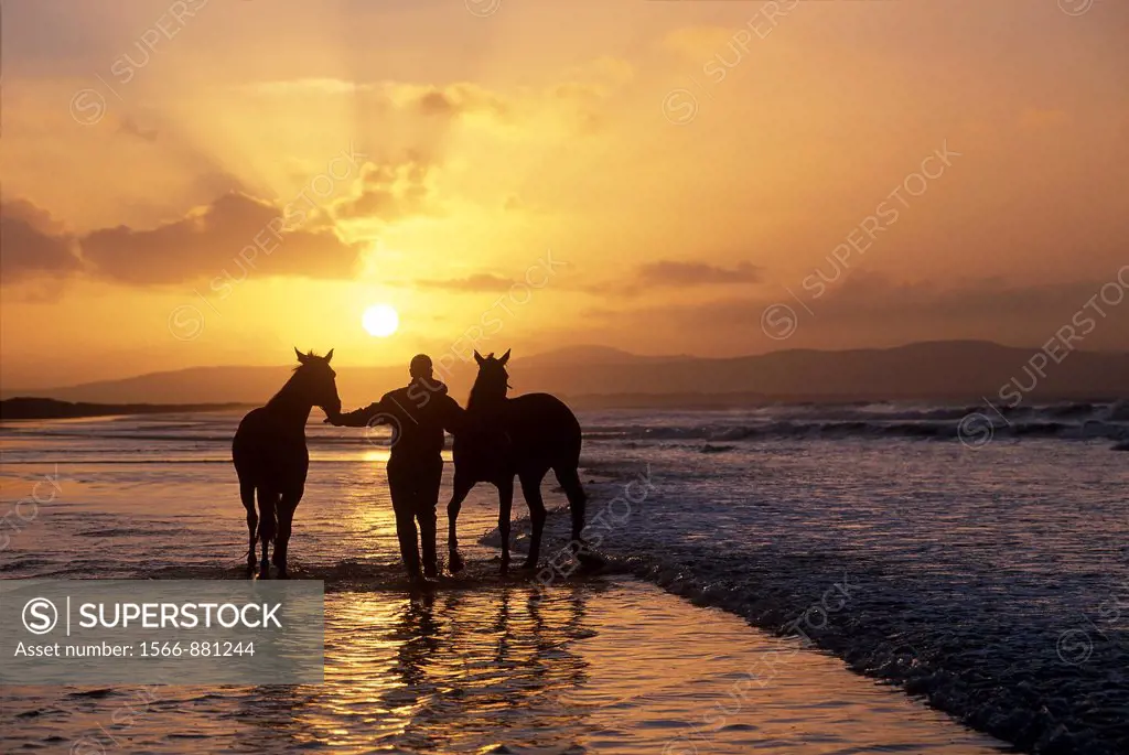 horses training on the beach of Downhill, County Londonderry, Northern Ireland, United Kingdom, Western Europe