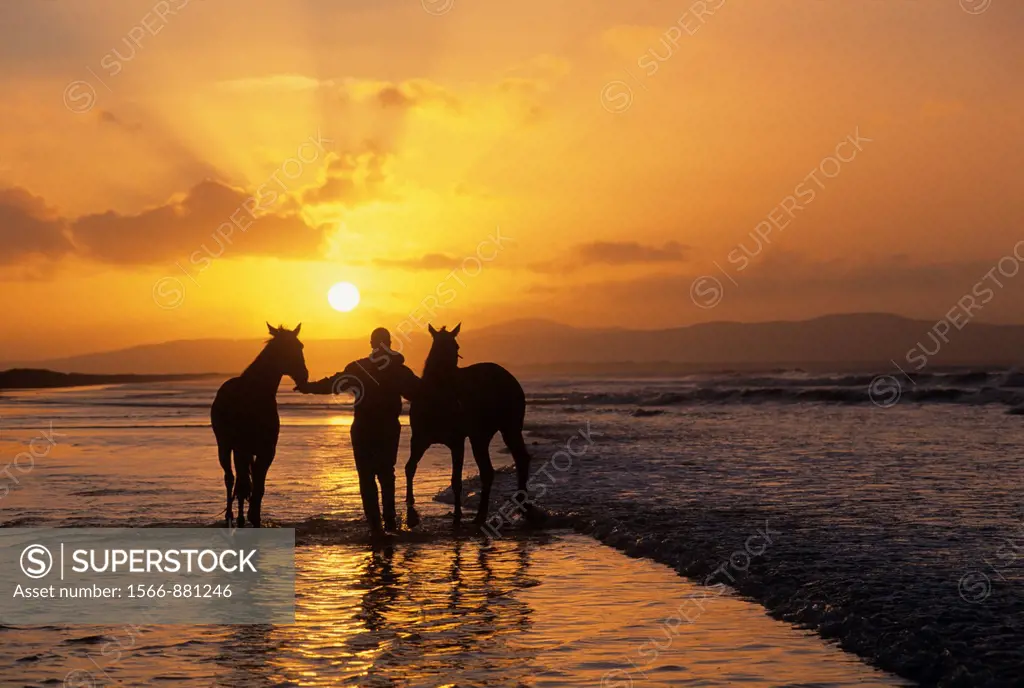 horses training on the beach of Downhill, County Londonderry, Northern Ireland, United Kingdom, Western Europe