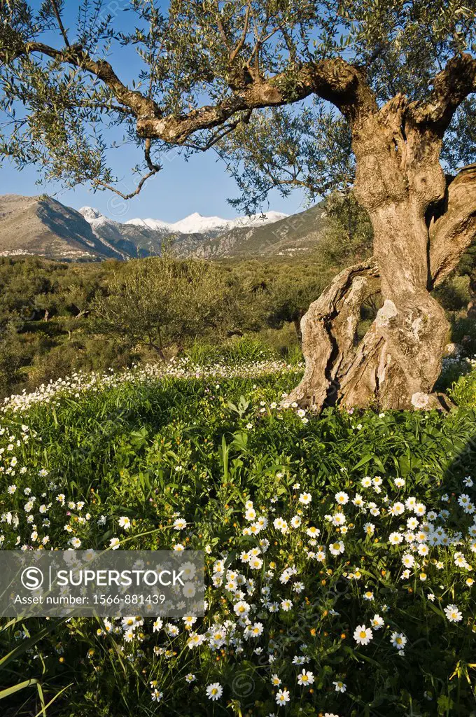 Spring wild flowers amongst the Kalamata olive groves in the Outer Mani, with the Taygetus mountains in the background, Messinian Mani, Southern Pelop...