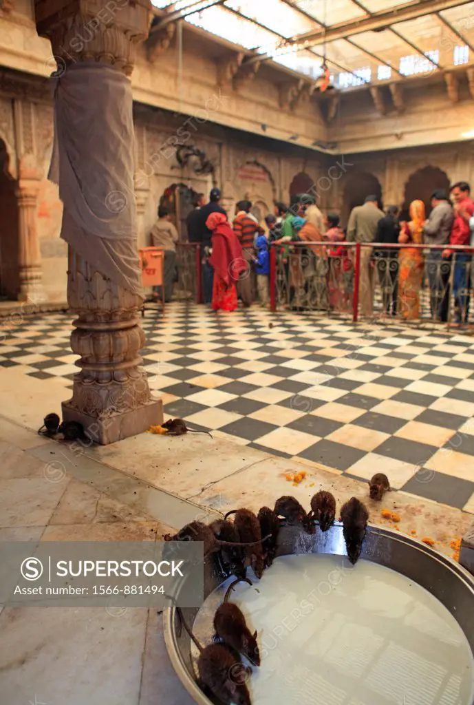 Rats at Karni Mata temple in Deshnoke, Bikaner, Rajasthan, India